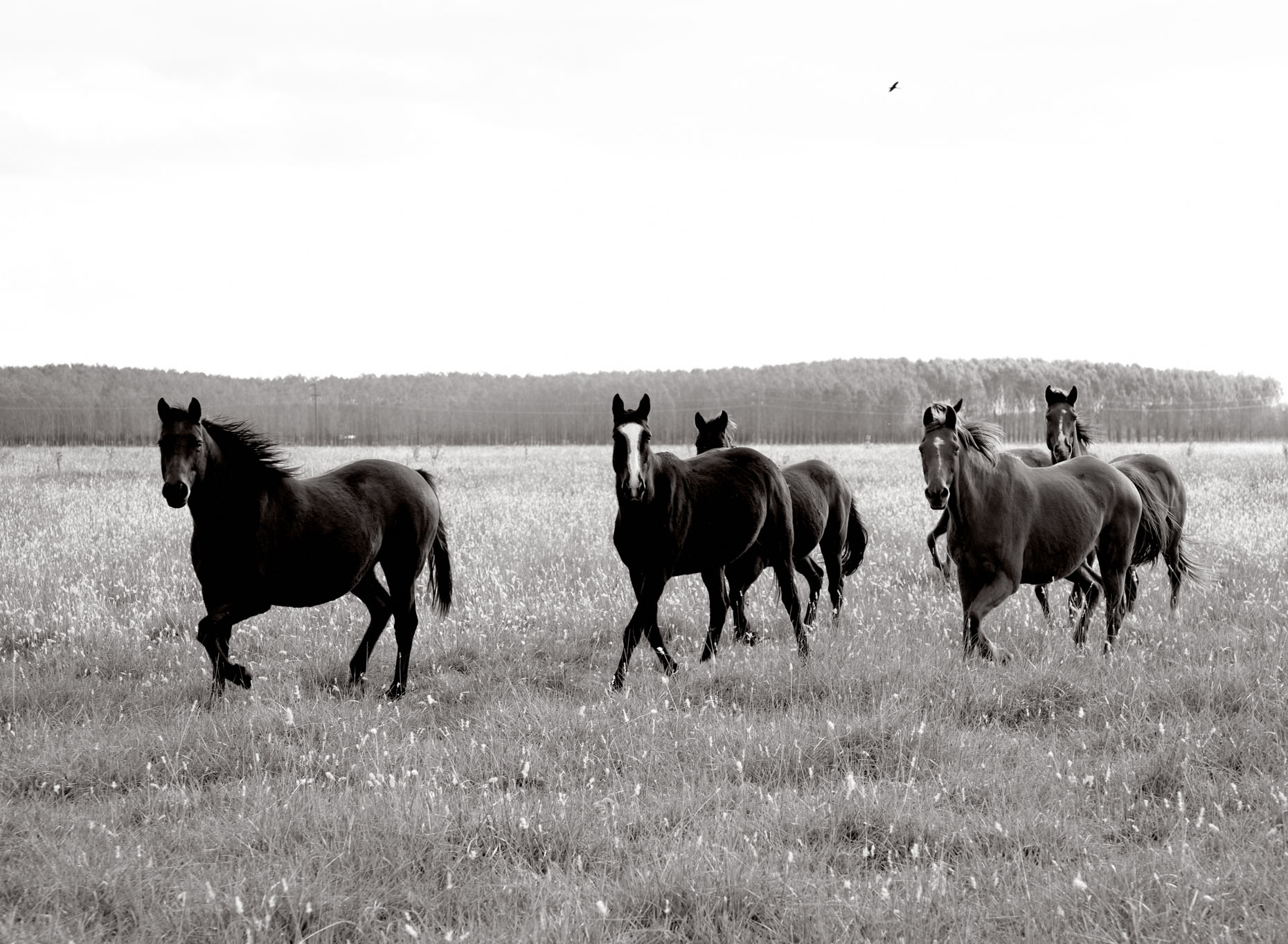 Personal-Horses-GregHinsdalePhotography02.JPEG