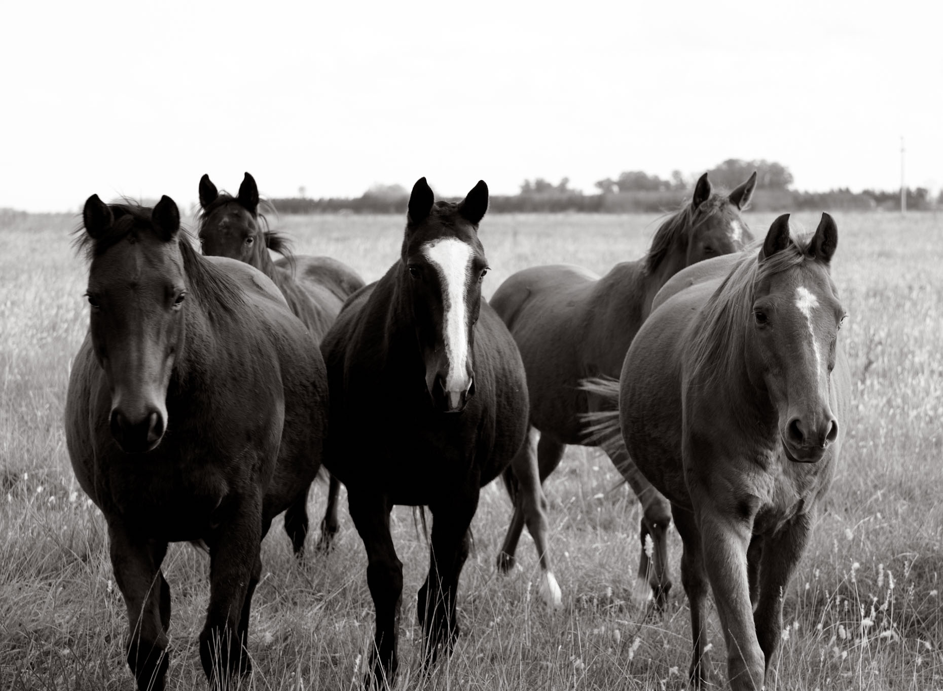 Personal-Horses-GregHinsdalePhotography03.JPEG
