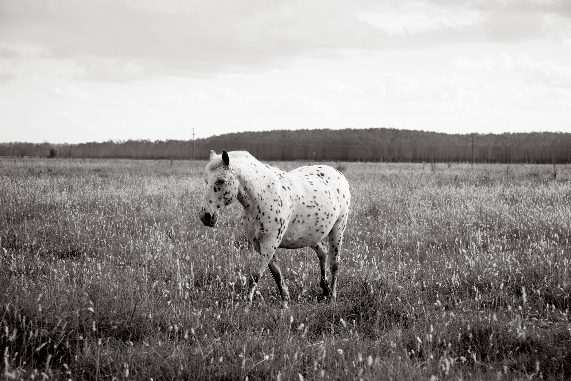 Personal-Horses-GregHinsdalePhotography04.JPEG