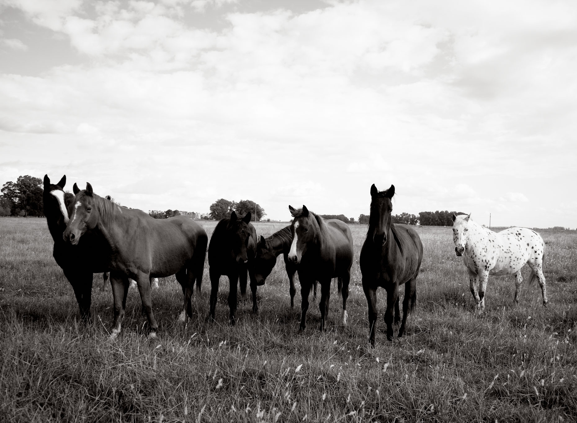 Personal-Horses-GregHinsdalePhotography05.JPEG