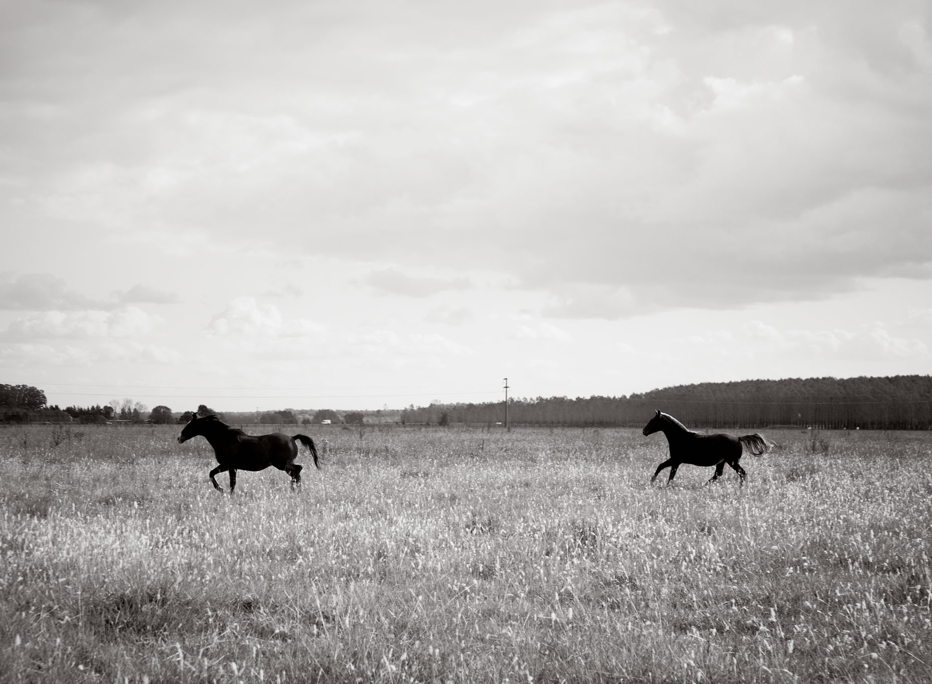 Personal-Horses-GregHinsdalePhotography06.JPEG
