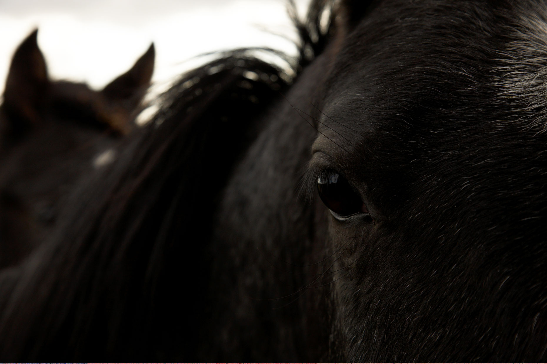 Personal-Horses-GregHinsdalePhotography07.JPEG